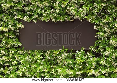Dark Brown Board With Floral Border, Place For Text. Star Jasmine ( Trachelospermum Jasminoides ) In