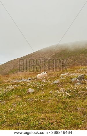 Wilderness. Icelandic Sheep Grazing On A Pasture In Iceland. Typical Iceland Sheep With Horns And A 