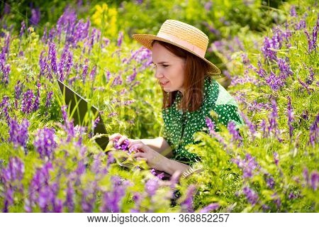 Woman Working On Laptop Sitting In A Field Of Flowers. The Work Of The Freelancer Or Blogger On The 