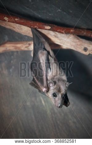 Egyptian Fly Dog Or Nile Pteropus Species Of Bats In The Family Of Fangs