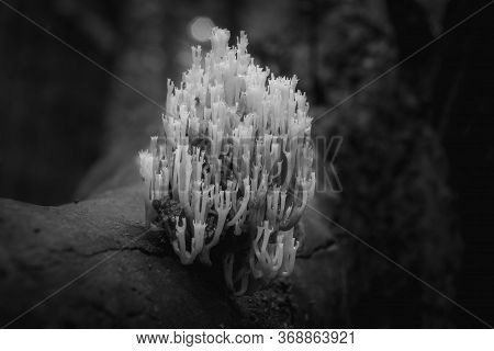 Black And White Of A Crown-tipped Coral Fungus Sprouts From A Rottone Log In A Moist Envirionment. N