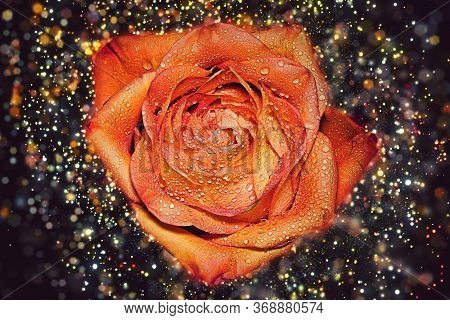 Close Up Of An Orange Rose Covered In Water Drops And Surrounded By Shimmering Lights