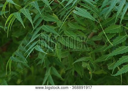 Azadirachta Indica, Commonly Known As Neem, Nimtree Or Indian Lilac