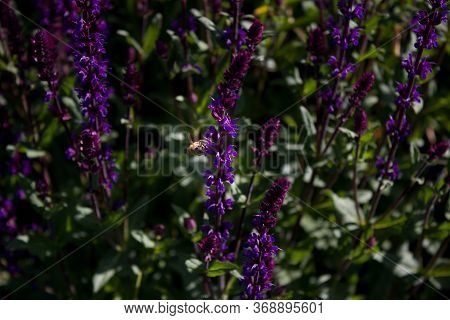 Lilac Purple Meadow Sage Salvia Nemorosa And Bee. Violet Inflorescence Of Meadow Sage. Beautiful And