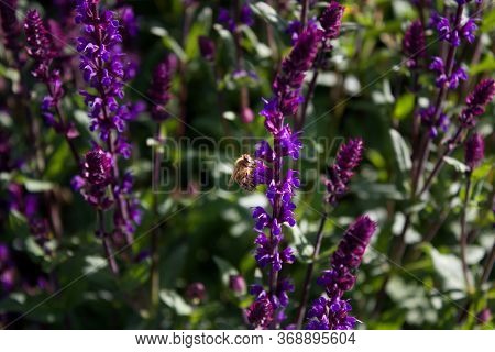 Lilac Purple Meadow Sage Salvia Nemorosa And Bee. Violet Inflorescence Of Meadow Sage. Beautiful And