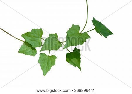 Floral Desaign. Twisted Jungle Vines Liana Plant With Heart Shaped Green Leaves Isolated On White Ba