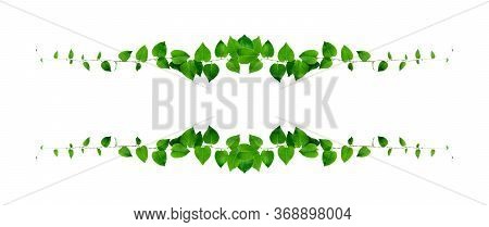 Floral Desaign. Twisted Jungle Vines Liana Plant With Heart Shaped Green Leaves Isolated On White Ba