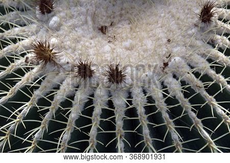 Golden Barrel Cactus (echinocactus Grusonii). Called Golden Bar And Mother-inlaws Cushion Also
