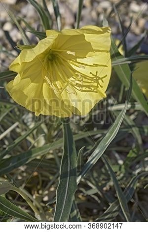 Bigfruit Evening Primrose (oenothera Macrocarpa). Called Ozark Sundrop And Missouri Evening Primrose