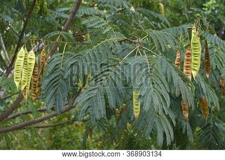 Silktree (albizia Julibrissin).called Mimosa, Persian Acacia, Persian Silk Tree, Pink Silk Tree, Len
