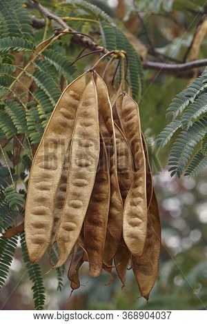 Silktree (albizia Julibrissin).called Mimosa, Persian Acacia, Persian Silk Tree, Pink Silk Tree, Len