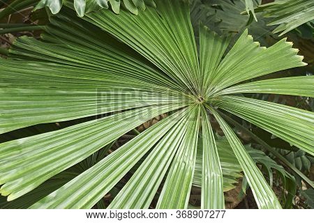 Australian Fan Palm (licuala Ramsayi). Called Queensland Also