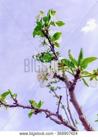Peerless Apricot Blossom In Spring Against The Blue Sky. Apricot Branches In Bloom. Spring Concept. 