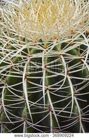 Golden Barrel Cactus (echinocactus Grusonii). Called Golden Bar And Mother-inlaws Cushion Also