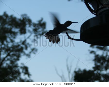 Colibrì Silhouette