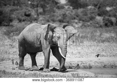 Elephants In The Savannah Near A Water Hole Comes To Drink