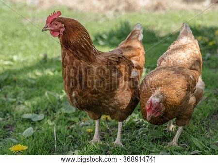 Close Up Of Red Chicken On A Farm In Nature. Hens In A Free Throw Farm. Hens Walk In The Yard Of The