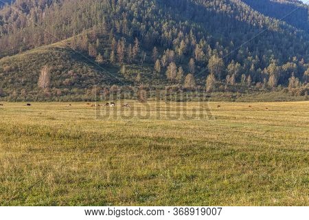 Summer In Altai Russia, Mountain Altai, Altai Republic. Beautiful Summer View. Mountain Scenery, Mou