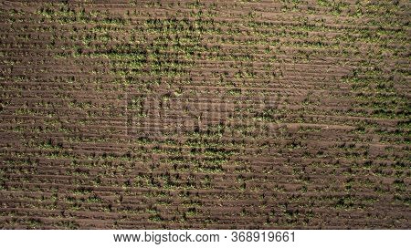 Aerial View Rows Of Soil Before Planting. Baby Cassava Or Manioc Plant Farm Pattern In A Plowed Fiel
