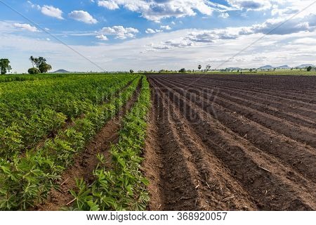 Rows Of Soil Before Planting And Rows Of Young Cassava Plant In Countryside Farmland . Baby Cassava 