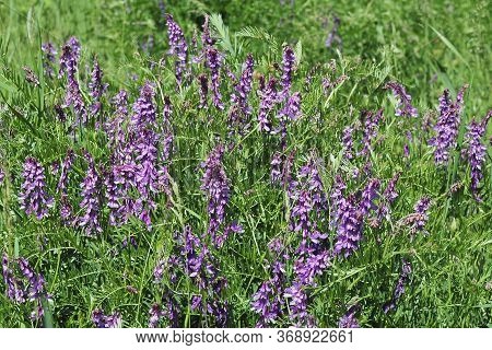 Vicia Sativa, Known As The Common Vetch, Garden Vetch, Tare Or Simply Vetch, Is A Nitrogen-fixing Le