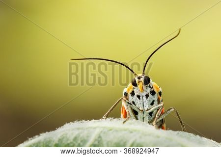 A Portrait Of A Crimson Speckled Moth Facing The Camera Face Front Against A Smooth Green And Yellow