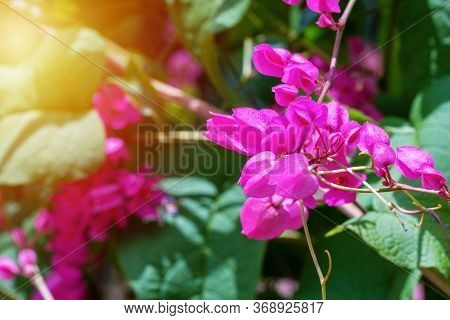 Polygonaceae Bloom Little Pink Flower With Sunlight On Nature Background. Antigonon Leptopus,mexican