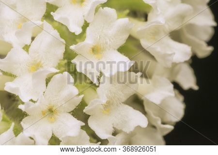 Marco White Butterfly Bush Flower, Byttneria, Summer Lilac, Buddleja Paniculata Tree In Nature Backg