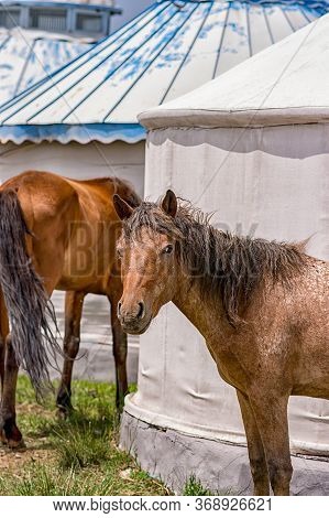 Horses Grazing Next To The Yurt Tents In Steppes Of Inner Mongolia, China