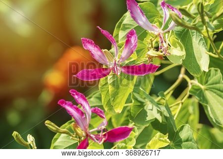 Pink Bauhinia Flower Blooming, Closeup Purple Orchid Tree Or Purple Bauhinia (bauhinia Purpurea L.) 