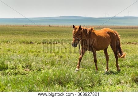 Horse In The Grassland Of Inner Mongolia, China