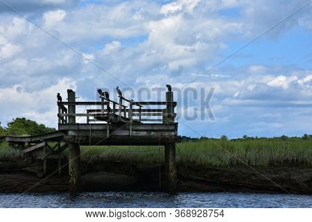 Large Waterfowl Sitting On A Pier Over A Marsh.