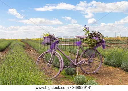Kanaf, Israel, May 29, 2020 : A Purple Colored Bicycle Is Used As A Flower Pot On A Lavender Field A
