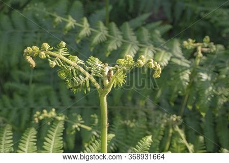 A Fern In The Fern Forest With Ants In The Middle