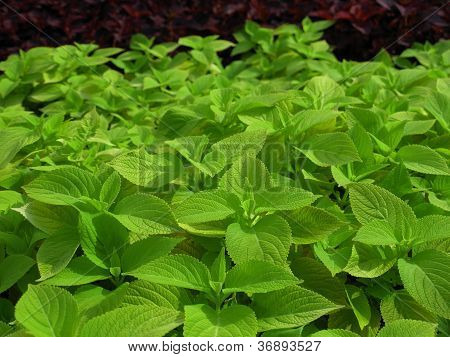 Coleus Nettle plant