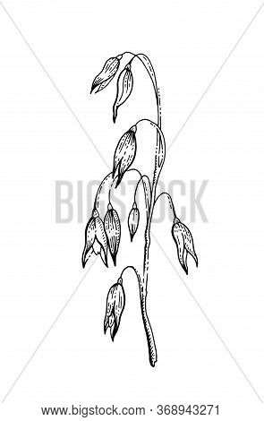 Oats Sketch Icon. Engraved Oatmeal. Line Sketch For Porridge, Muesli, Flakes, Breakfast Concept. Vin