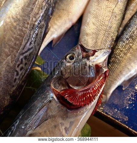 Raw Fresh Fish With Red Gills At The Street Market. Mackerel With Splayed Gills. Close Up, Selective