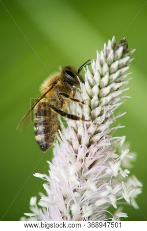 The Lanceolata Plantain (plantago Lanceolata) Is A Medicinal Herb That Has Anti-cough Properties And
