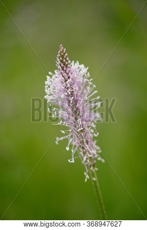 The Lanceolata Plantain (plantago Lanceolata) Is A Medicinal Herb That Has Anti-cough Properties And