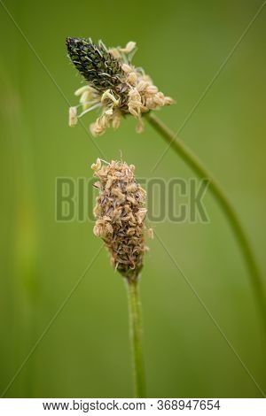 The Lanceolata Plantain (plantago Lanceolata) Is A Medicinal Herb That Has Anti-cough Properties And