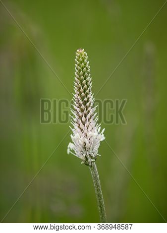 The Lanceolata Plantain (plantago Lanceolata) Is A Medicinal Herb That Has Anti-cough Properties And