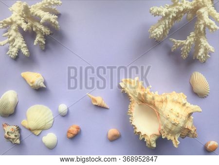 Branches Of White Coral On Top Of The Frame, Below Rapan, Small Shells And Stones On A Pale Lilac Ba