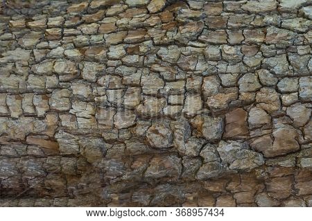 Wooden Cracked Tree Trank As Natural Background. Detailed Botanical Layout