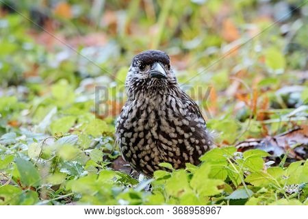 Spotted Nutcracker Eating Nuts On Ground In Grass. Northern Beautiful Crow. Bird In Wildlife.