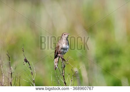 River Warbler Locustella Fluviatilis Singing On Top Of Grass. Cute Little Brown Loud Stealthy Songbi
