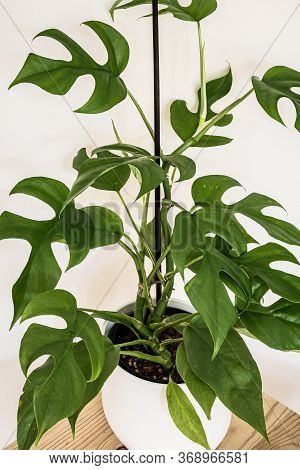 Monstera Minima (rhaphidophora Tetrasperma) Exotic Houseplant On White Background. Exotic Houseplant