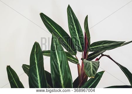 Prayer Plant (stromanthe Sanguinea) On A White Background. Close-up On Beautiful Foliage Of Stromant