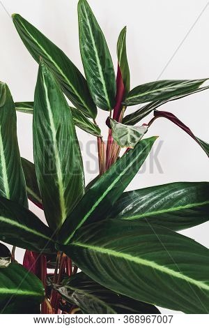Prayer Plant (stromanthe Sanguinea) On A White Background. Close-up On Beautiful Foliage Of Stromant