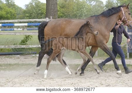 Little Brown Foal, Trosts Next To The Mother, One Week Old, During The Day With A Countryside Landsc