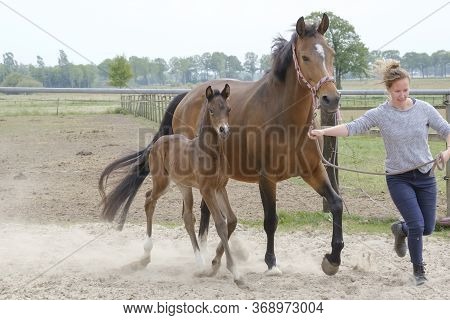 Little Brown Foal, Trosts Next To The Mother, One Week Old, During The Day With A Countryside Landsc